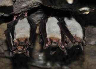 Protéger la vigne en Corse avec des chauves-souris news-06082024-181526