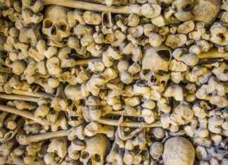 Un réseau de trafic de cadavres démantelé en Chine news-12082024-122025