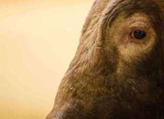 Plainte déposée suite à la mise à mort cruelle d’un jeune taureau news-13082024-002932