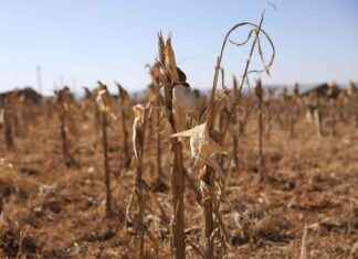 La crise de la sécheresse au Lesotho: impact sur les petits agriculteurs news-13082024-063414