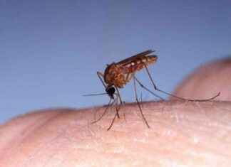 Contaminations virus du Nil occidental en France: Ce que l’on sait news-14082024-164622