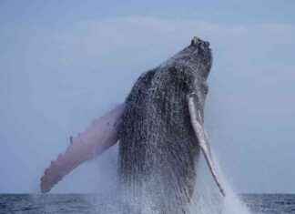 Sauvetage des baleines : L’héritage de Paul Watson et François Sarano news-16082024-070108