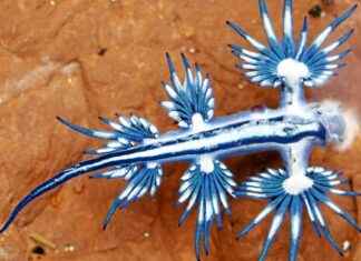 Le dragon bleu des mers: plages en Espagne fermées news-17082024-190715