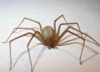 La mystérieuse araignée violoniste : ce qu’il faut savoir sur ce dangereux arachnide en France news-17082024-191214