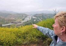 Un immense pont pour animaux à Los Angeles: une solution pour sauver les pumas news-20082024-120656