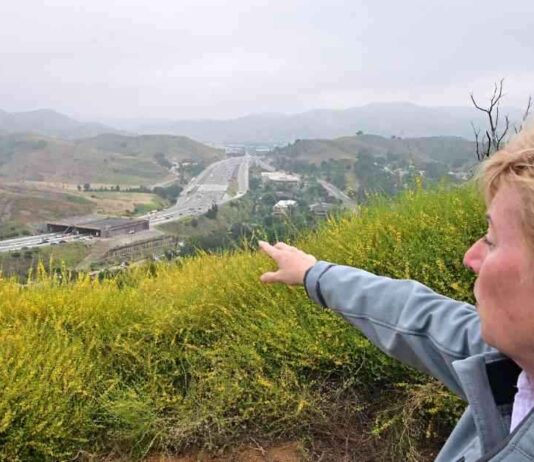 Un immense pont pour animaux à Los Angeles: une solution pour sauver les pumas news-20082024-120656