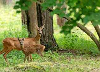 Les critiques de l’association de défense animale envers le nouveau Bambi news-05102024-084915
