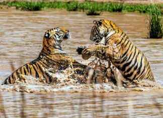 Rapport alarmant du WWF sur l’effondrement de la biodiversité news-10102024-113527