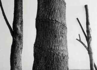 L’art de l’Arte Povera : célébration de la simplicité news-12102024-121536