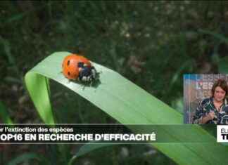 COP16: Objectif d’efficacité pour sauver la biodiversité news-22102024-021023