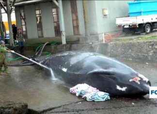 Tradition culinaire japonaise : la chasse à la baleine et sa pratique ancienne news-23102024-141416