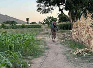 Impact du dérèglement climatique sur la sécurité alimentaire au Malawi news-12112024-093416