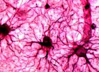Comment les souvenirs effrayants sont stockés dans le cerveau news-17112024-093426