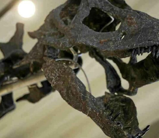 Excréments fossilisés de dinosaures : la clé de la domination des géants préhistoriques news-30112024-235742