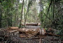 Découverte d’une communauté indigène photographiée pour la première fois au Brésil dcouverte-dune-communaut-indigne-photographie-pour-la-premire-fois-au-brsil