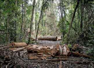 Découverte d’une communauté indigène photographiée pour la première fois au Brésil dcouverte-dune-communaut-indigne-photographie-pour-la-premire-fois-au-brsil