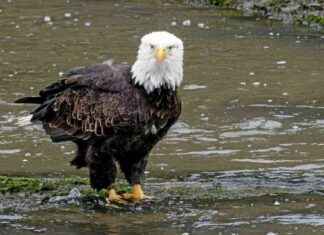 Le pygargue à tête blanche : oiseau national des États-Unis le-pygargue-tte-blanche-oiseau-national-des-tats-unis