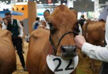 Concours de beauté au Salon de l’agriculture : La maladroite Pieuvre et la vache folle concours-de-beaut-au-salon-de-lagriculture-la-maladroite-pieuvre-et-la-vache-folle