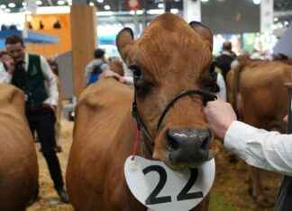 Concours de beauté au Salon de l’agriculture : La maladroite Pieuvre et la vache folle concours-de-beaut-au-salon-de-lagriculture-la-maladroite-pieuvre-et-la-vache-folle