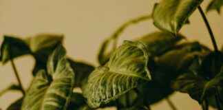 Bien-être naturel : acide citrique, cristaux de soude, huile de lin, terre de diatomée et désherbant maison Bien-être naturel : acide citrique, cristaux de soude, huile de lin, terre de diatomée et désherbant maison