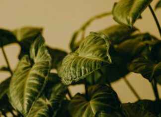 Bien-être naturel : acide citrique, cristaux de soude, huile de lin, terre de diatomée et désherbant maison Bien-être naturel : acide citrique, cristaux de soude, huile de lin, terre de diatomée et désherbant maison