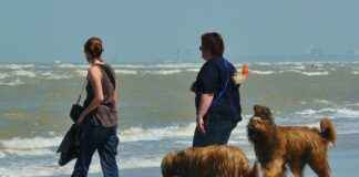 Bouvier bernois, staffie, buldog anglais, chien moche ou petit chien : guide pour choisir son compagnon Bouvier bernois, staffie, buldog anglais, chien moche ou petit chien : guide pour choisir son compagnon