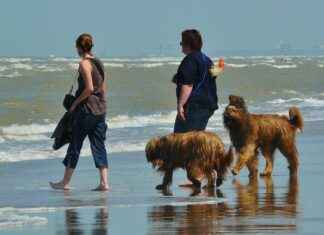 Bouvier bernois, staffie, buldog anglais, chien moche ou petit chien : guide pour choisir son compagnon Bouvier bernois, staffie, buldog anglais, chien moche ou petit chien : guide pour choisir son compagnon