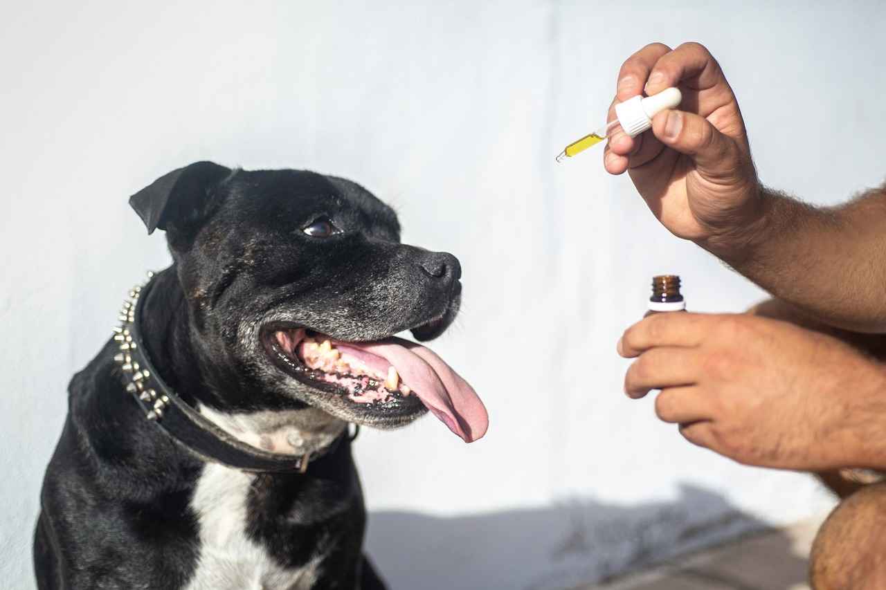 Le Staffie : un compagnon énergique