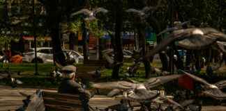 Chat sphynx, chat sans poil, chat persan, chat du bengal, ragdoll et scottish fold : panorama Chat sphynx, chat sans poil, chat persan, chat du bengal, ragdoll et scottish fold : panorama