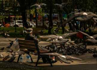 Chat sphynx, chat sans poil, chat persan, chat du bengal, ragdoll et scottish fold : panorama Chat sphynx, chat sans poil, chat persan, chat du bengal, ragdoll et scottish fold : panorama