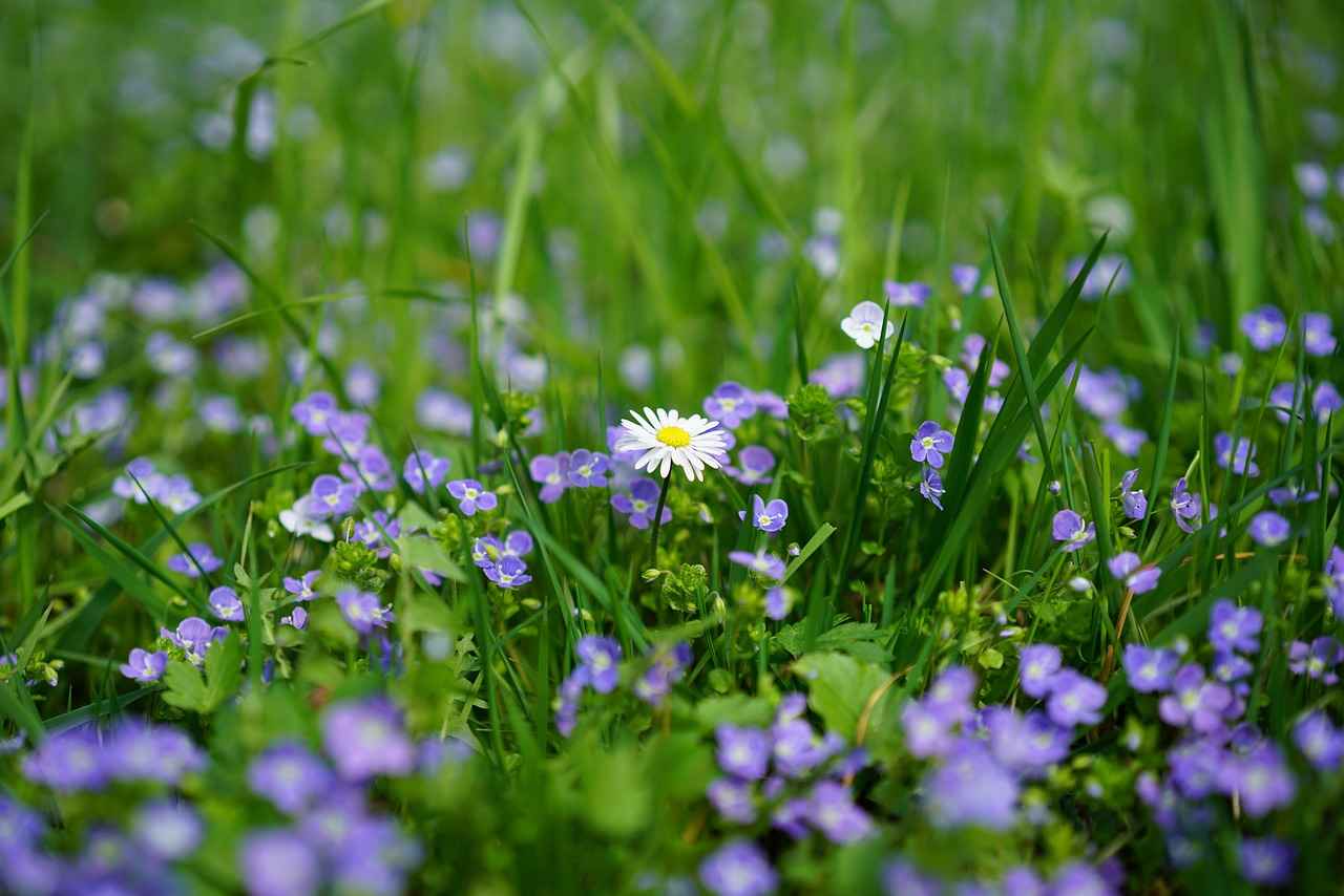 Créer un jardin harmonieux