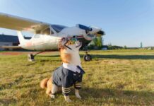 Chien japonais, bouvier bernois, samoyède, cocker, shih tzu : guide des races et astuces pour petit chien Chien japonais, bouvier bernois, samoyède, cocker, shih tzu : guide des races et astuces pour petit chien