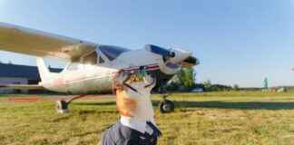 Chien japonais, bouvier bernois, samoyède, cocker, shih tzu : guide des races et astuces pour petit chien Chien japonais, bouvier bernois, samoyède, cocker, shih tzu : guide des races et astuces pour petit chien