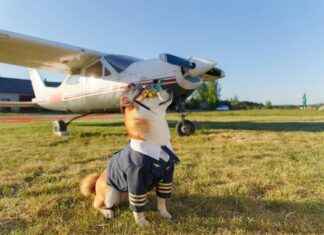 Chien japonais, bouvier bernois, samoyède, cocker, shih tzu : guide des races et astuces pour petit chien Chien japonais, bouvier bernois, samoyède, cocker, shih tzu : guide des races et astuces pour petit chien