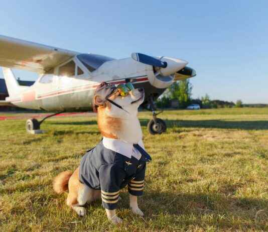 Chien japonais, bouvier bernois, samoyède, cocker, shih tzu : guide des races et astuces pour petit chien Chien japonais, bouvier bernois, samoyède, cocker, shih tzu : guide des races et astuces pour petit chien