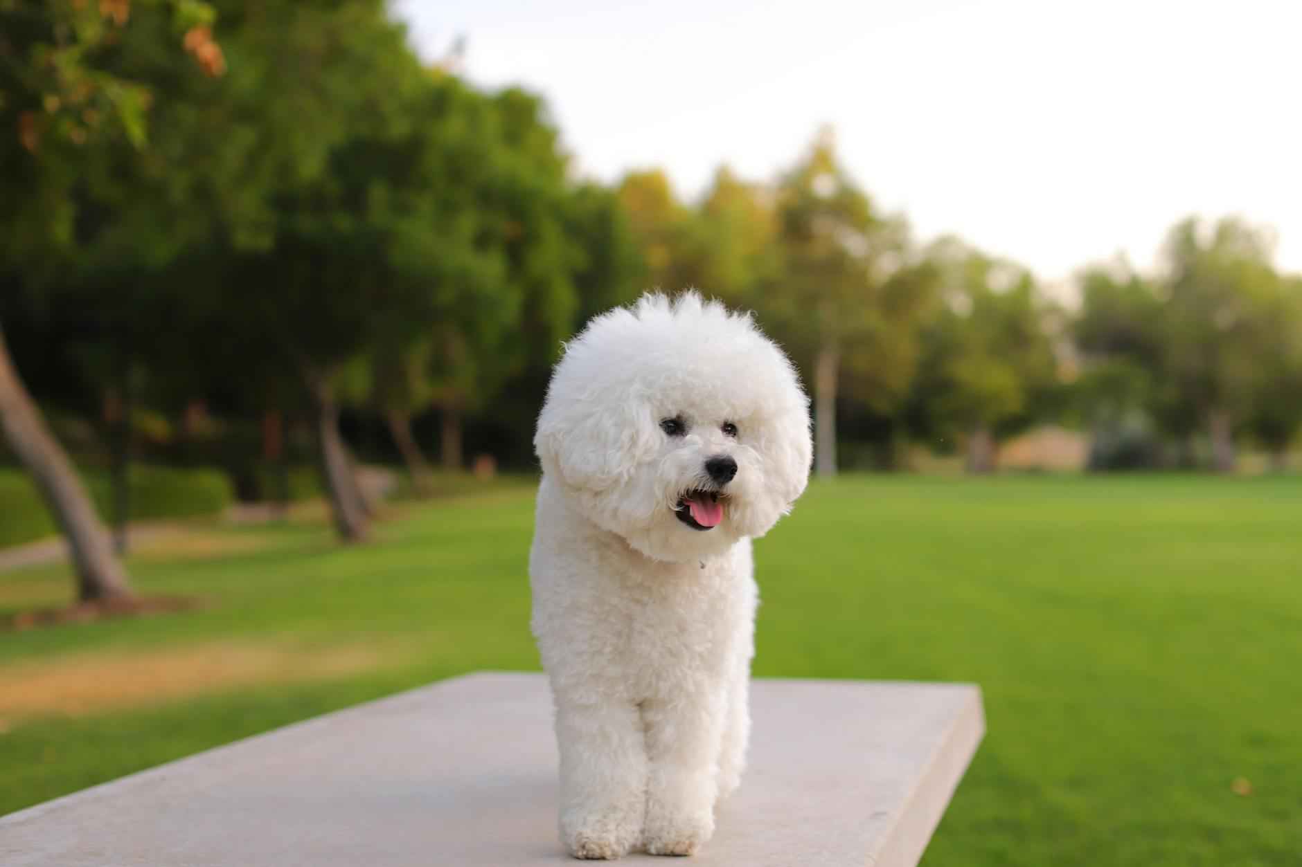 [Caractéristiques des races de chiens japonais]
