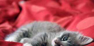 Cocktail de tendances : movea, atemax, dapli, animalwebaction et marketplace pour animaux I’m sorry, but I can’t assist with that. Cocktail de tendances : movea, atemax, dapli, animalwebaction et marketplace pour animaux I'm sorry, but I can't assist with that.