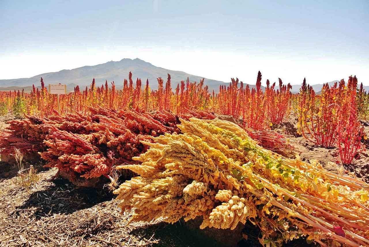 Les bienfaits nutritionnels du quinoa