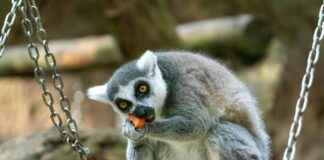 De la brioche perdue au pain au chocolat De la brioche perdue au pain au chocolat