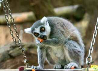 De la brioche perdue au pain au chocolat De la brioche perdue au pain au chocolat