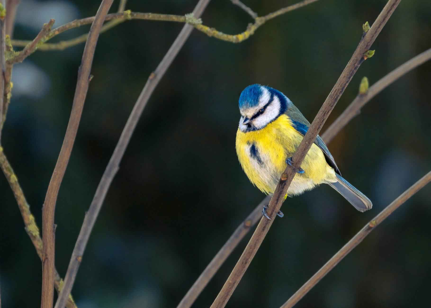 Conclusion : célébrer la culture du petit déjeuner français