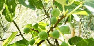 Dégustation : figue, confiture de figues, morbier, gorgonzola et framboisier pour un brunch parfait Dégustation : figue, confiture de figues, morbier, gorgonzola et framboisier pour un brunch parfait