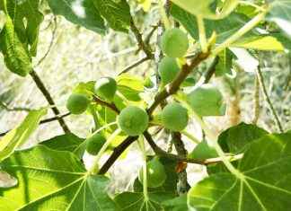 Dégustation : figue, confiture de figues, morbier, gorgonzola et framboisier pour un brunch parfait Dégustation : figue, confiture de figues, morbier, gorgonzola et framboisier pour un brunch parfait