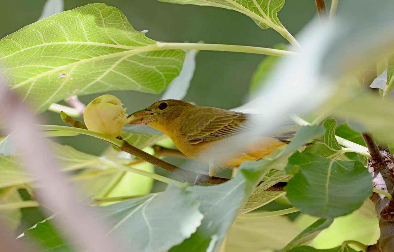 Les Figues : Un Fruit d'Exception