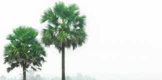 Événements à ne pas manquer : salon de l’agriculture 2025, Beaujolais nouveau 2025 et fête des grands-pères France 2025 Événements à ne pas manquer : salon de l’agriculture 2025, Beaujolais nouveau 2025 et fête des grands-pères France 2025