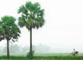 Événements à ne pas manquer : salon de l’agriculture 2025, Beaujolais nouveau 2025 et fête des grands-pères France 2025 Événements à ne pas manquer : salon de l’agriculture 2025, Beaujolais nouveau 2025 et fête des grands-pères France 2025