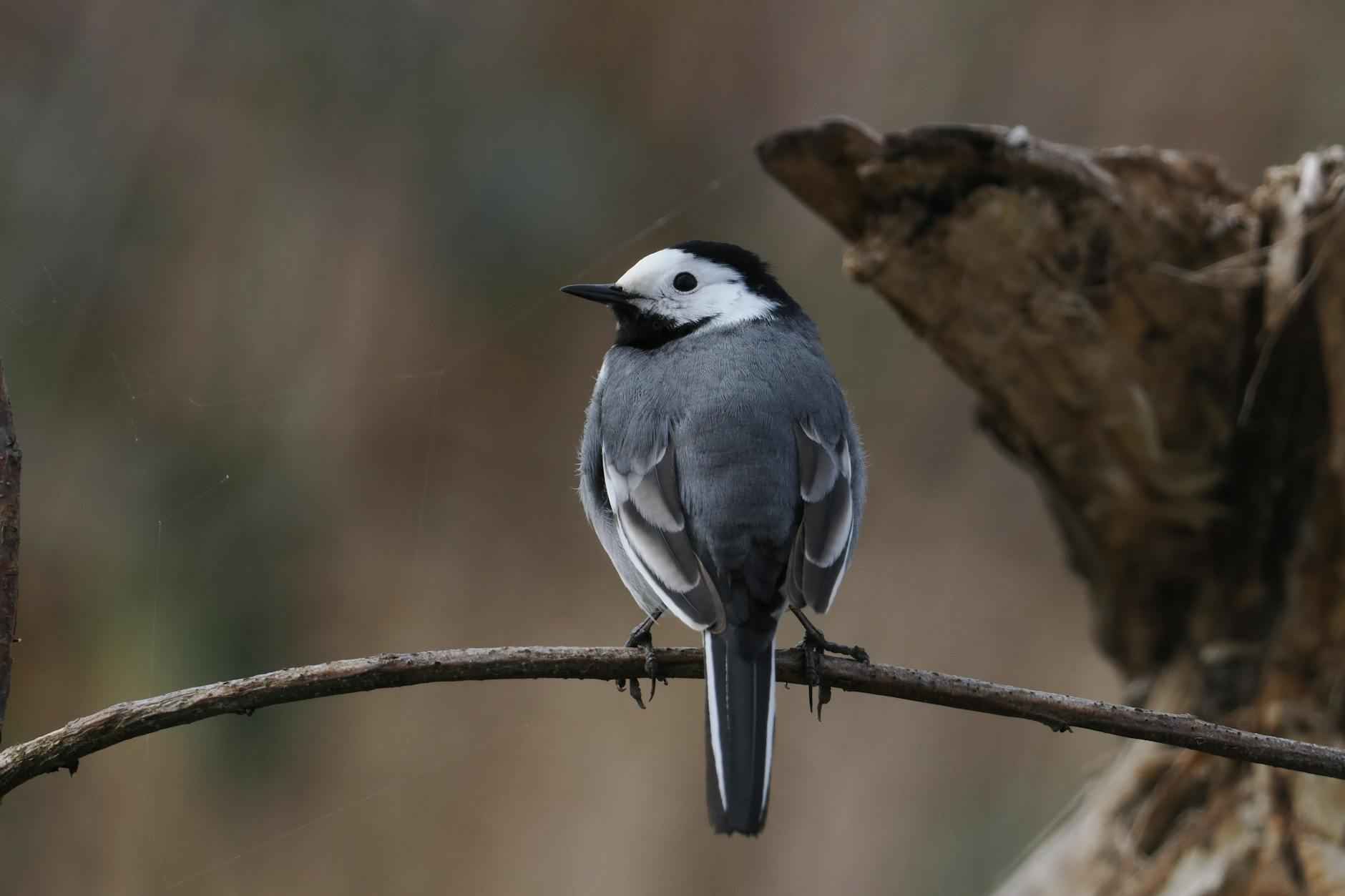 Les rivalités en Formule 1 : Un spectacle inoubliable