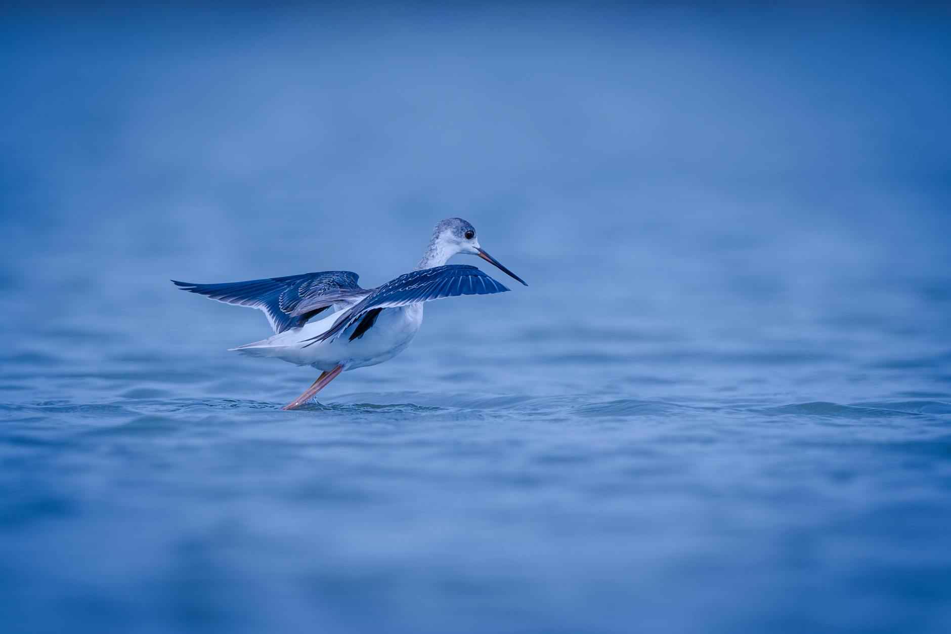 Stade Pierre Mauroy : Un lieu d'événements sportifs