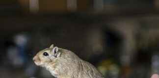 Hamster, capybara, narval et pogona : animaux insolites à découvrir en 2025 ! Hamster, capybara, narval et pogona : animaux insolites à découvrir en 2025 !