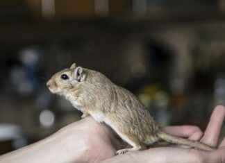 Hamster, capybara, narval et pogona : animaux insolites à découvrir en 2025 ! Hamster, capybara, narval et pogona : animaux insolites à découvrir en 2025 !